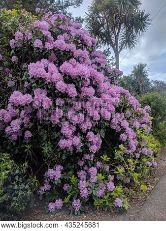The View Of Rhododendron Ponticum, An Evergreen Shrub In Bloom.