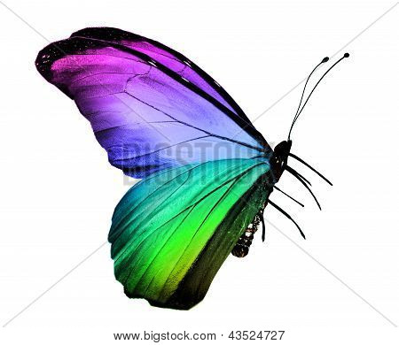 Farbe Schmetterling fliegen isolierten auf weiÃŸen Hintergrund
