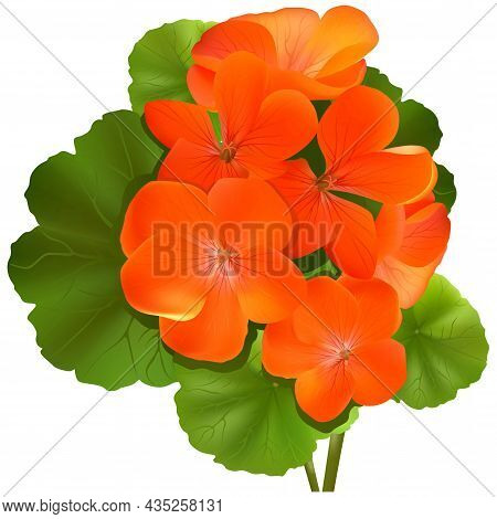 Orange Geranium Flower - (pelargonium) Colored And Detailed Illustration Isolated On White Backgroun