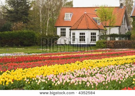 Talo Tulipfield