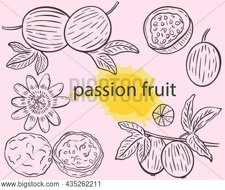 Passion Fruit Sketch Set, Vector Illustration. Vintage Engraving Exotic Tropical Fruits. Pasiflora F