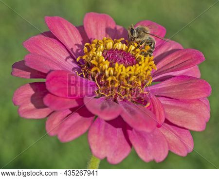 Close-up Detail Of A Honey Bee Apis Collecting Pollen From Stame On Yellow And Pink Dahlia Flower In