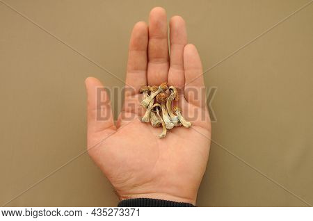 Psilocybin Psilocybe Cubensis Mushrooms In Man's Hand On Brown Background. Psychedelic Magic Mushroo