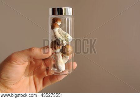 Psilocybe Cubensis Raw Mushrooms In Man's Hand. Micro-dosing Concept. Psilocybin Psychedelic Magic M