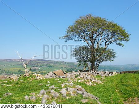 A Single Tree In A Rock Covered Meadow Looking Over The Calder Valley And Midgley Moor In West Yorks