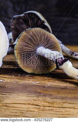 The Mexican Magic Mushroom Is A Psilocybe Cubensis, Whose Main Active Elements Are Psilocybin And Ps