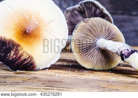 The Mexican Magic Mushroom Is A Psilocybe Cubensis, Whose Main Active Elements Are Psilocybin And Ps