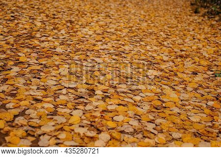 A Lot Of Fallen Yellow Autumn Leaves, Covering The Ground, Autumn Beauty.