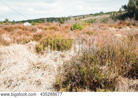 The High Fens, Hoge Venen, Belgium, Signal Van Botrange