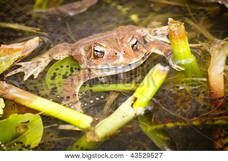 Bronze Frosch, Lithobates Clamitans clamitans