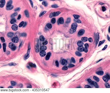 Secretory Tubule Of An Eccrine Sweat Gland Coated By Two Layers Of Columnar Secretory Epithelial Cel