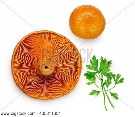 Red Pine Mushrooms  With Parsley Leaf  Isolated  On White Background. View From Above. .  Flat Lay.