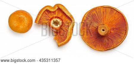 Red Pine Mushrooms Isolated  On White Background. Top View.  Flat Lay.