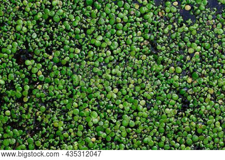 Green Duckweed Close-up. Duckweed On The Water. Natural Green Background Made Of Duckweed. Duckweed 