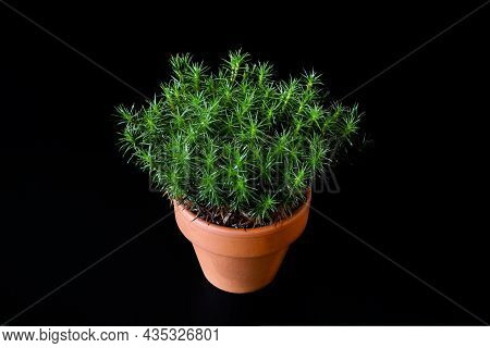 A Peat Moss Polytrichum Commune In A Small Ceramic Flower Pot On A Black Background