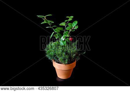 A Cranberry Bush With Berries, Moss Polytrichum Commune Or Sphagnum Grows In A Small Ceramic Flower 