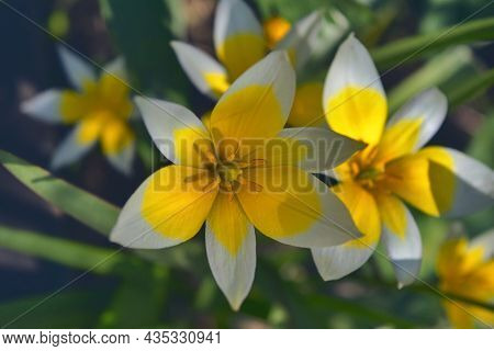 Late Tulip Lat.tulipa Tarda Is A Type Of Perennial, Bulbous, Herbaceous Plants From The Genus Tulip 
