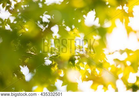Blurred Green Maple Leaves With Natural Golden Sunset. Abstract Bokeh Environment Background, Soft L