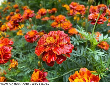 Background Of Beautiful Flowers Of Marigolds Erect (tagetes Erecta). Red Flowers Of Tagetes Erecta