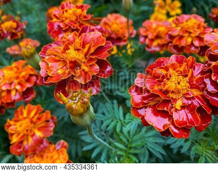 Background Of Beautiful Flowers Of Marigolds Erect (tagetes Erecta). Red Flowers Of Tagetes Erecta