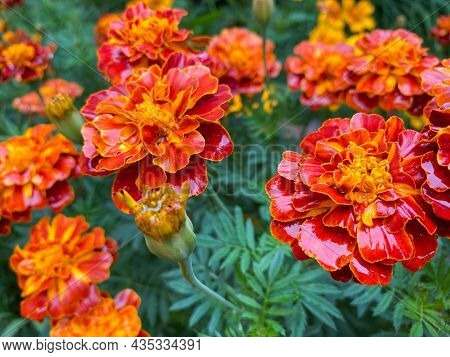 Background Of Beautiful Flowers Of Marigolds Erect (tagetes Erecta). Red Flowers Of Tagetes Erecta