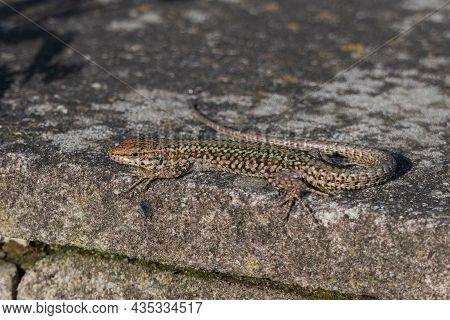 Podarcis Lizard On A Stone Wall Sunbathing In Spring In Spain