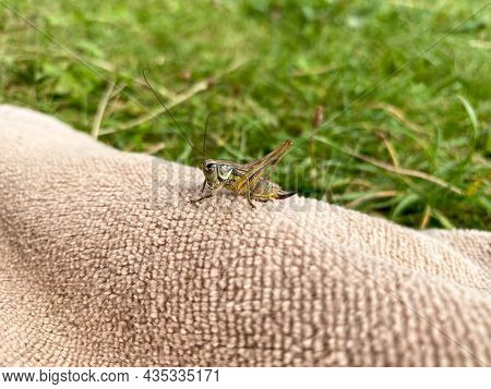 Green Grasshopper Or Common Grasshopper Tettigonia Viridissima Close Up