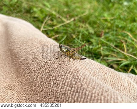 Green Grasshopper Or Common Grasshopper Tettigonia Viridissima Close Up