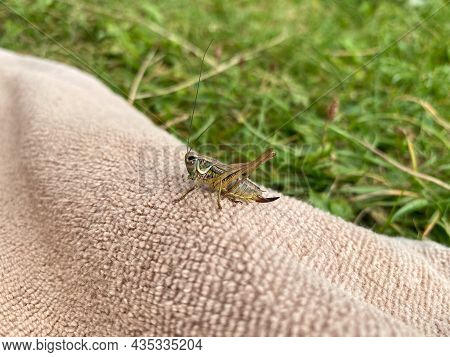 Green Grasshopper Or Common Grasshopper Tettigonia Viridissima Close Up