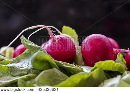 Red Radishes Laying On A Bed Of Radish Leaves On A Kitchen Counter Being Prepped For A Dish