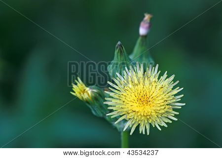 Ixeris 나무