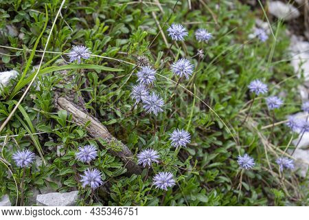 Blooming Globularia Nudicaulis. Blue Alpine Flowers In The Summer. Julian Alps. Slovenia.