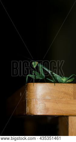 Photo Taken With Flash Of A Green, Giant, African Bush Praying Mantis Standing At The Edge Of A Tabl