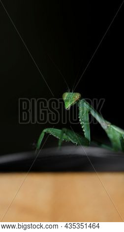Closeup Flash Photography Of A Scary Looking Green Giant Praying Mantis Standing In A Dark Room With
