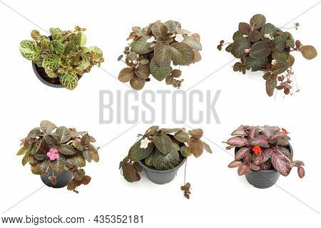 Episcia Cupreata House Plants Isolated On White Background