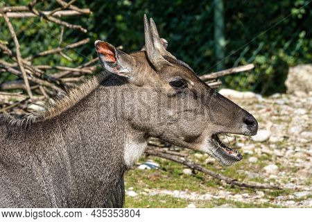 Indian Blackbuck, Antelope Cervicapra Or Indian Antelope. The Blackbuck Inhabits Grassy Plains And S