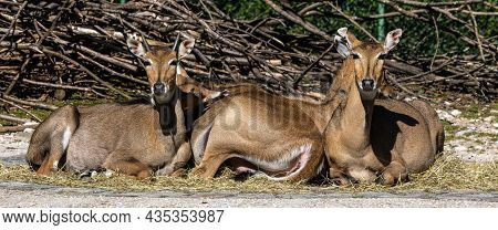 The Nilgai Or Blue Cow. Boselaphus Tragocamelus Is The Largest Asian Antelope And Is Endemic To The 