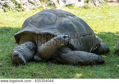 Aldabra Giant Tortoise, Curieuse Marine National Park, Curieuse Island, Seychelles