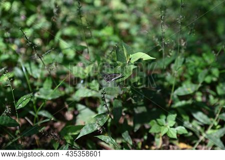 A Butterfly Sitting Still On A Leaf
