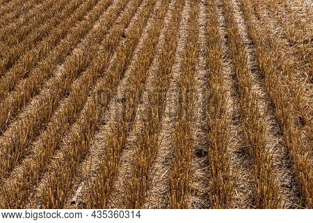 Stubble In The Field After Harvest. Cut Stalks Of Cereals In The Field In Summer. Slender Rows Of Gr