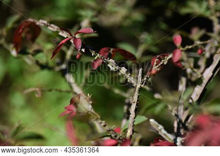 Winged Spindle Wings. Celastraceae Deciduous Shrub With Cork Wings And Wonderful Autumn Foliage.