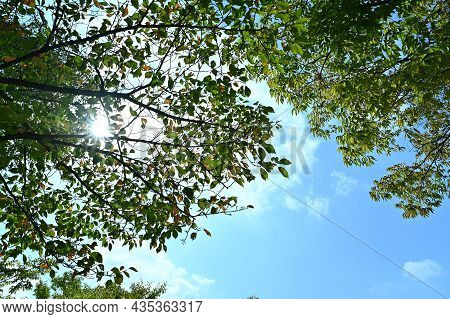 The Green Trees And The Sunlight Coming Through The Branches