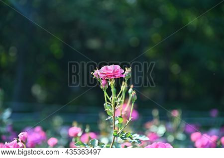 A Pink Rose That Blooms Beautifully In The Garden
