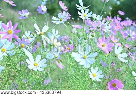 The Bright Cosmos Picture In The Garden