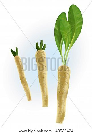 Horseradish