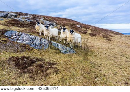 Sheep At The Coastline At Dawros In County Donegal - Ireland