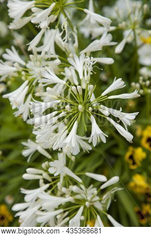 Agapanthus Praecox Is An Indigenous Flower Of South Africa.