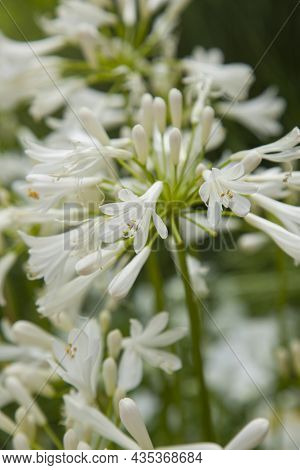 Agapanthus Praecox Is An Indigenous Flower Of South Africa.