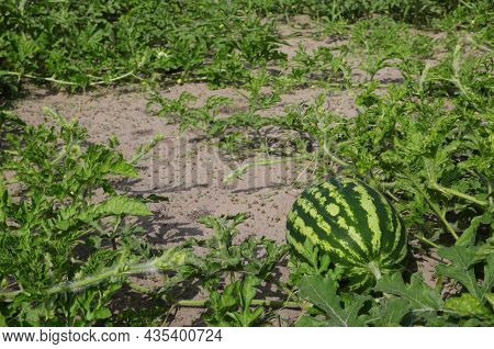 Watermelon In A Sandy Field With Green Leaves During Ripening In The Summer