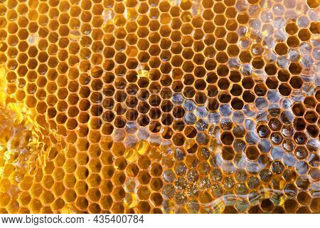 Uncapped Filled Honeycomb As Background, Closeup View